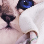 Бебешко одеяло - малко котенце